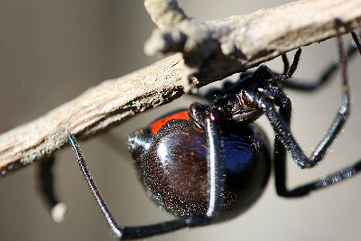 LATRODECTUS TREDECIM